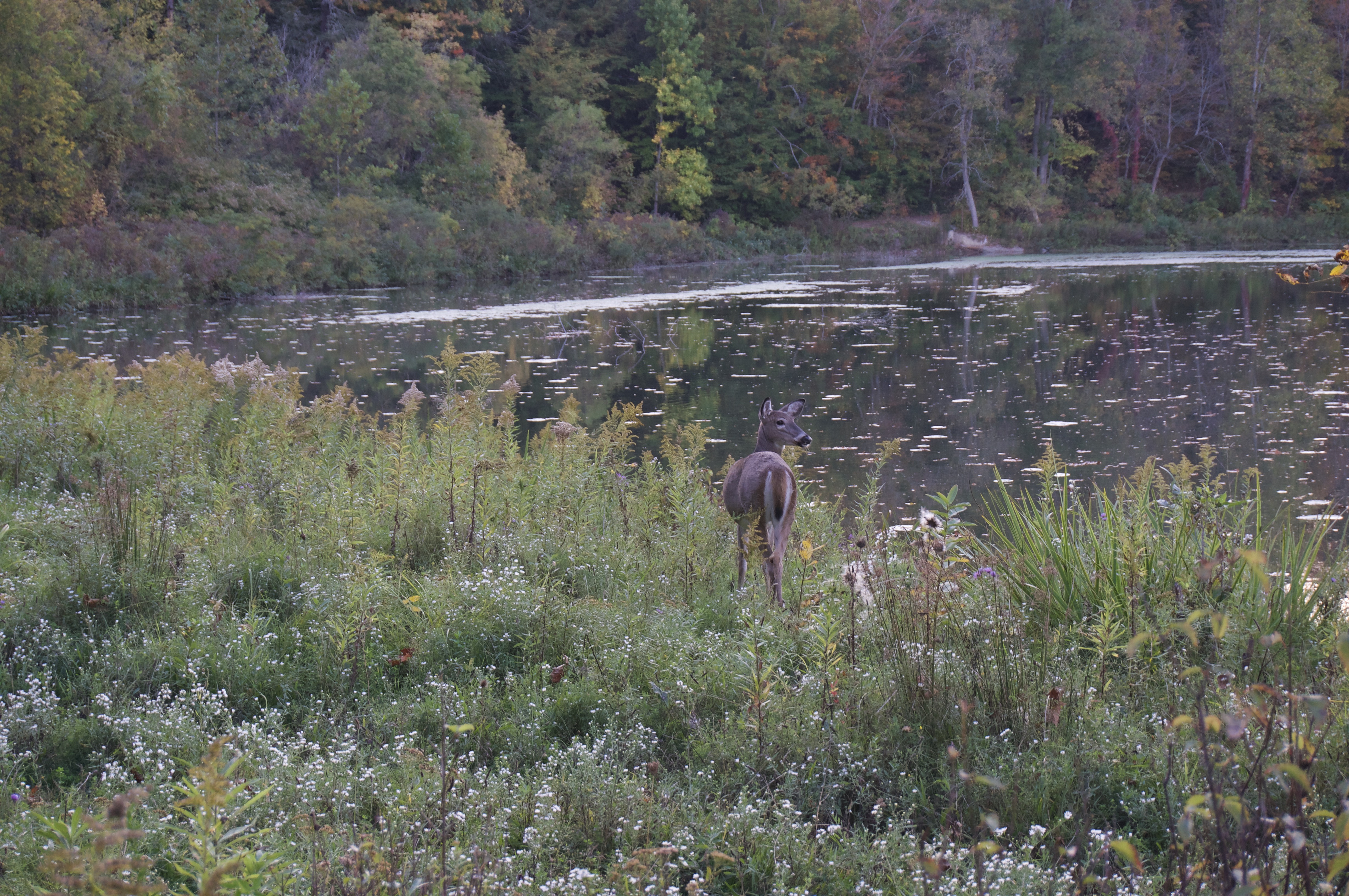 Fall 23 Beebe Lake 2